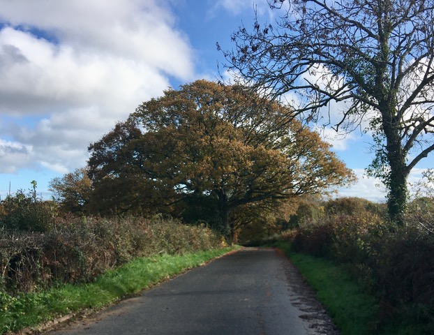 Oak Tree by the Road